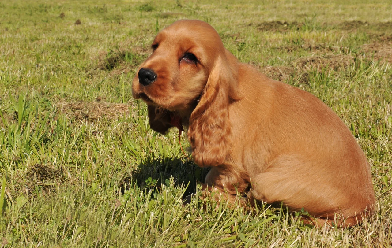 Photo de Cocker anglais