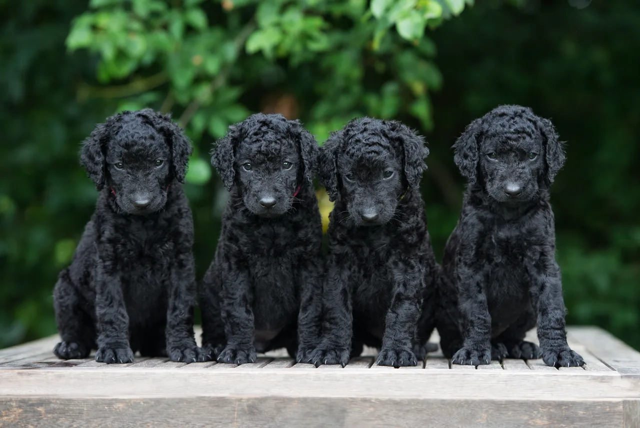 Photo de Curly Coated Retriever