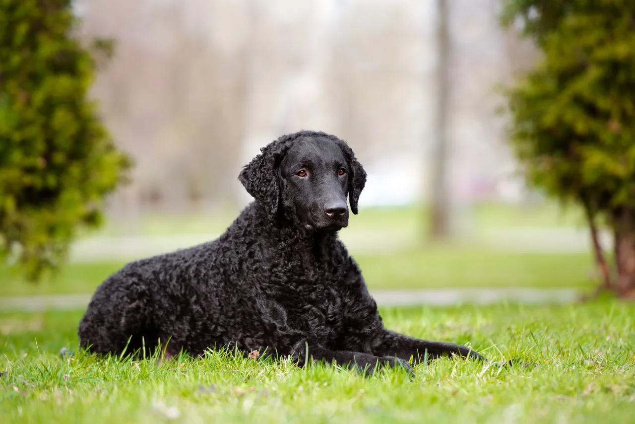 Photo de Curly Coated Retriever