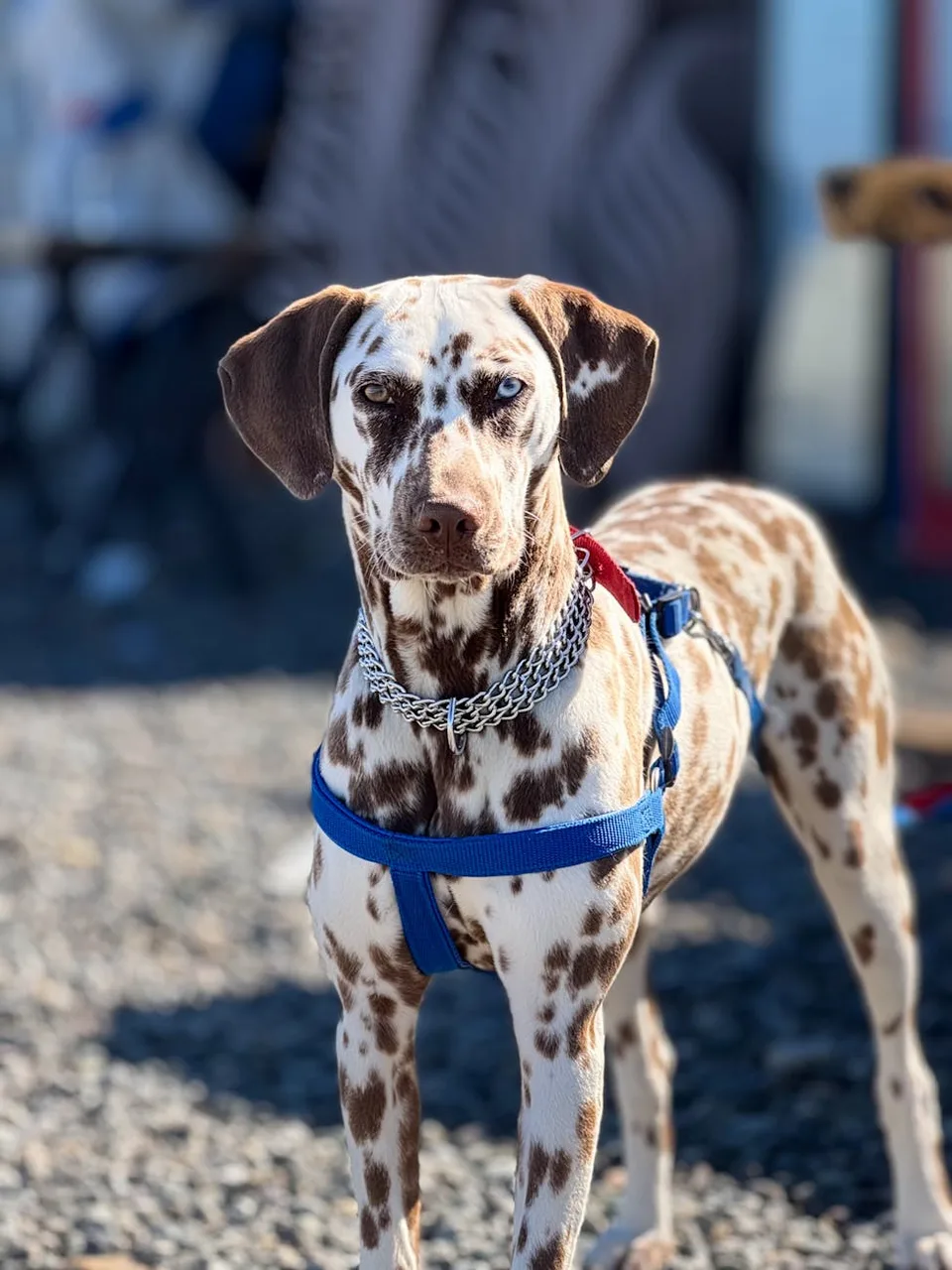 Photo de Dalmatien