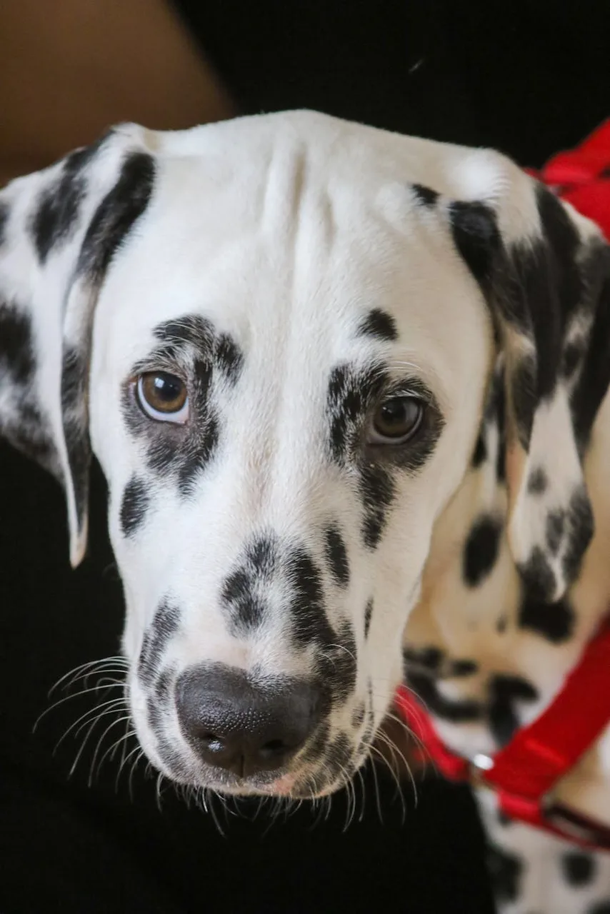 Photo de Dalmatien