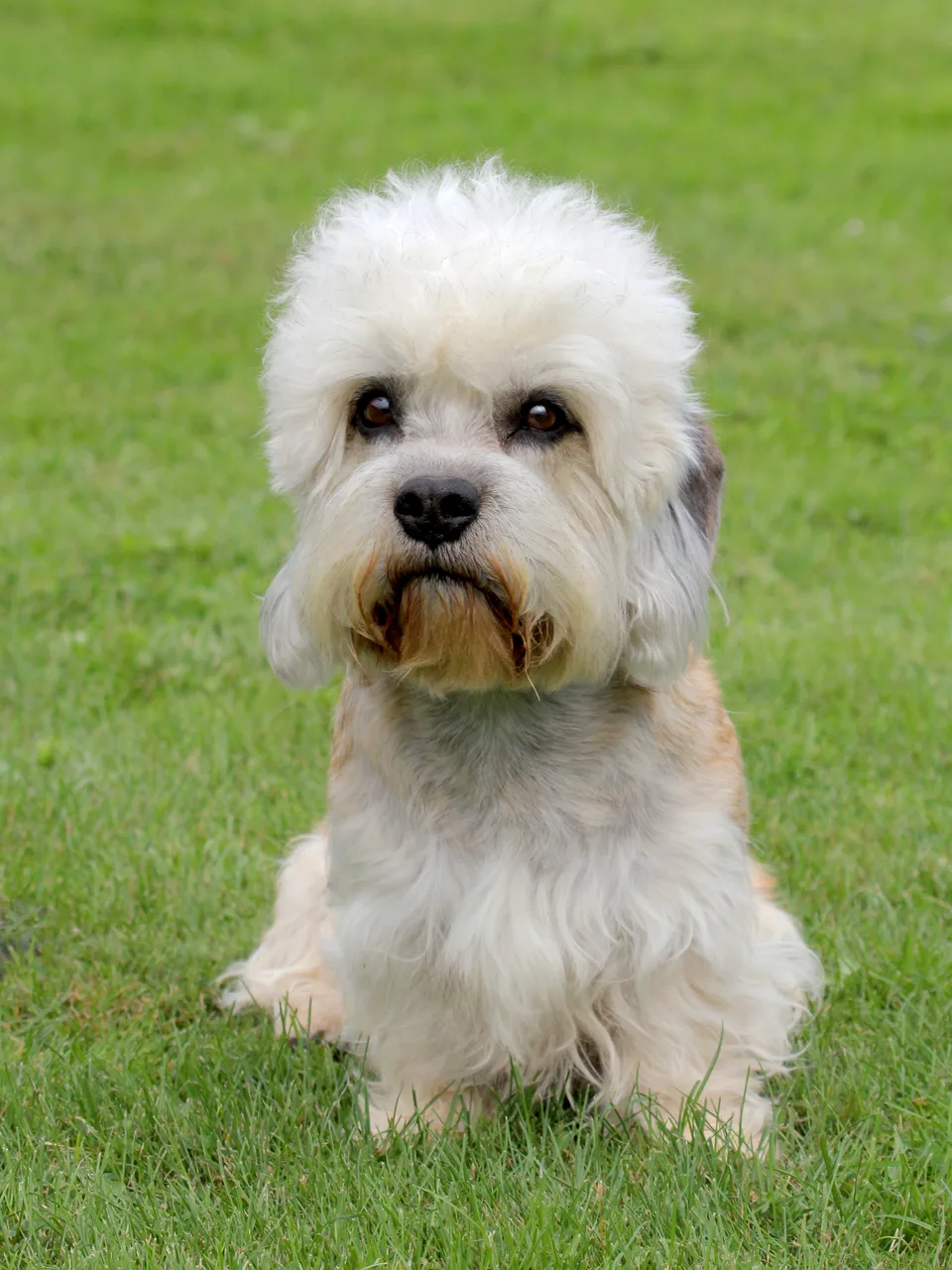 Photo de Dandie Dinmont Terrier