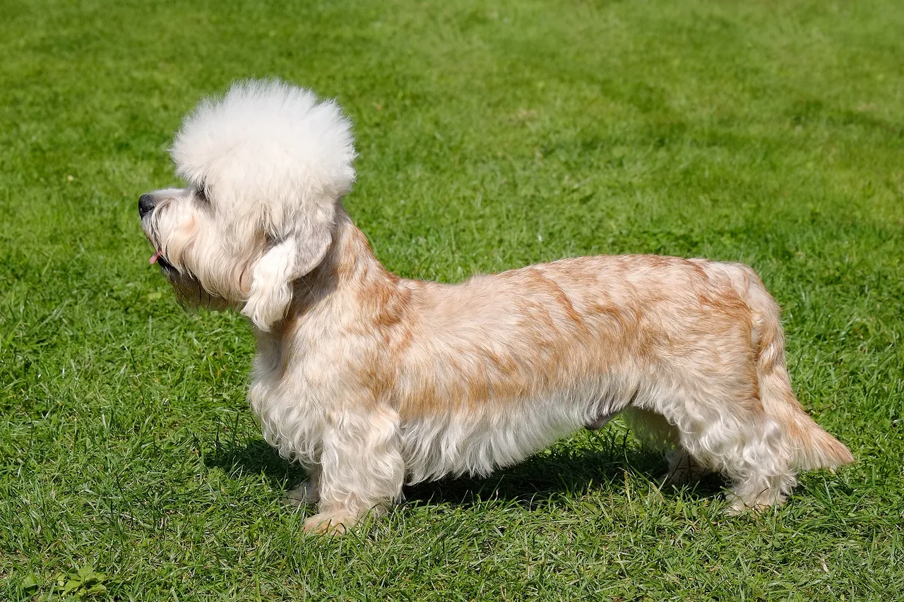 Photo de Dandie Dinmont Terrier