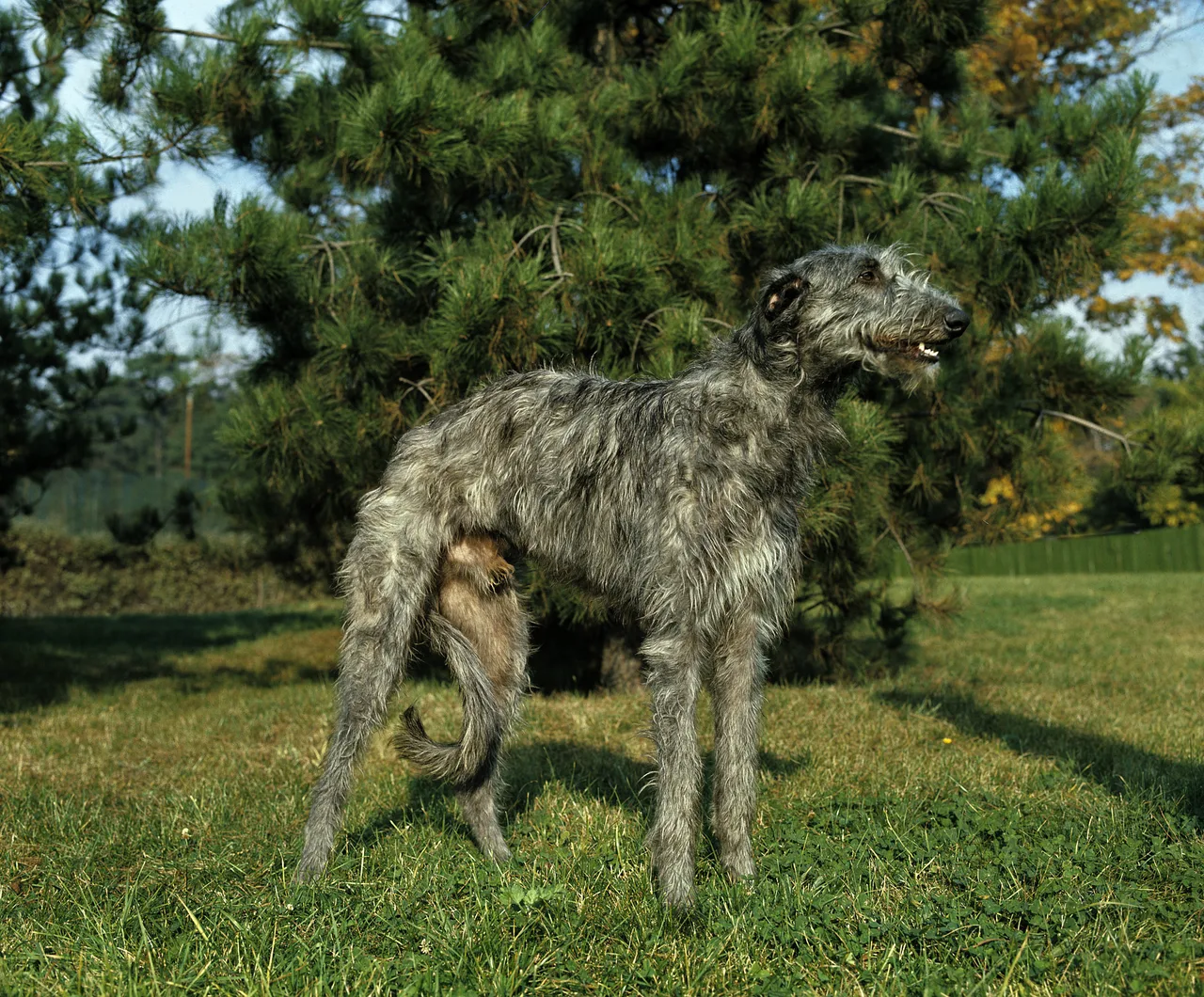Photo de Deerhound