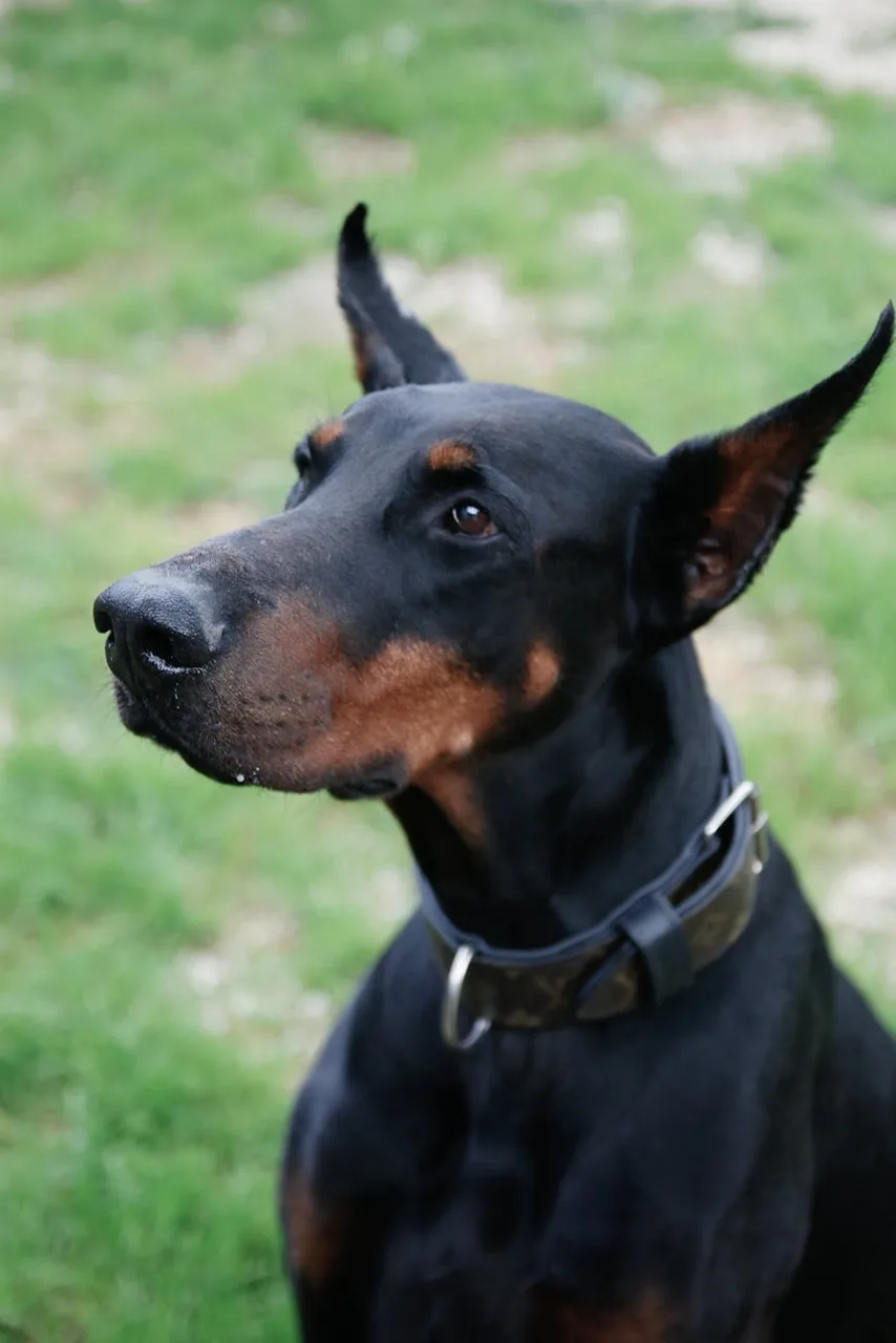 Photo de Dobermann