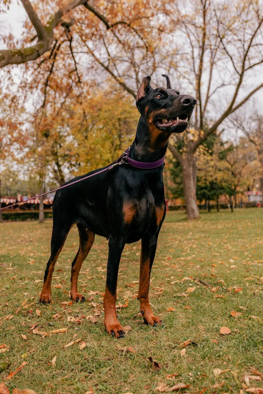 Photo de Dobermann