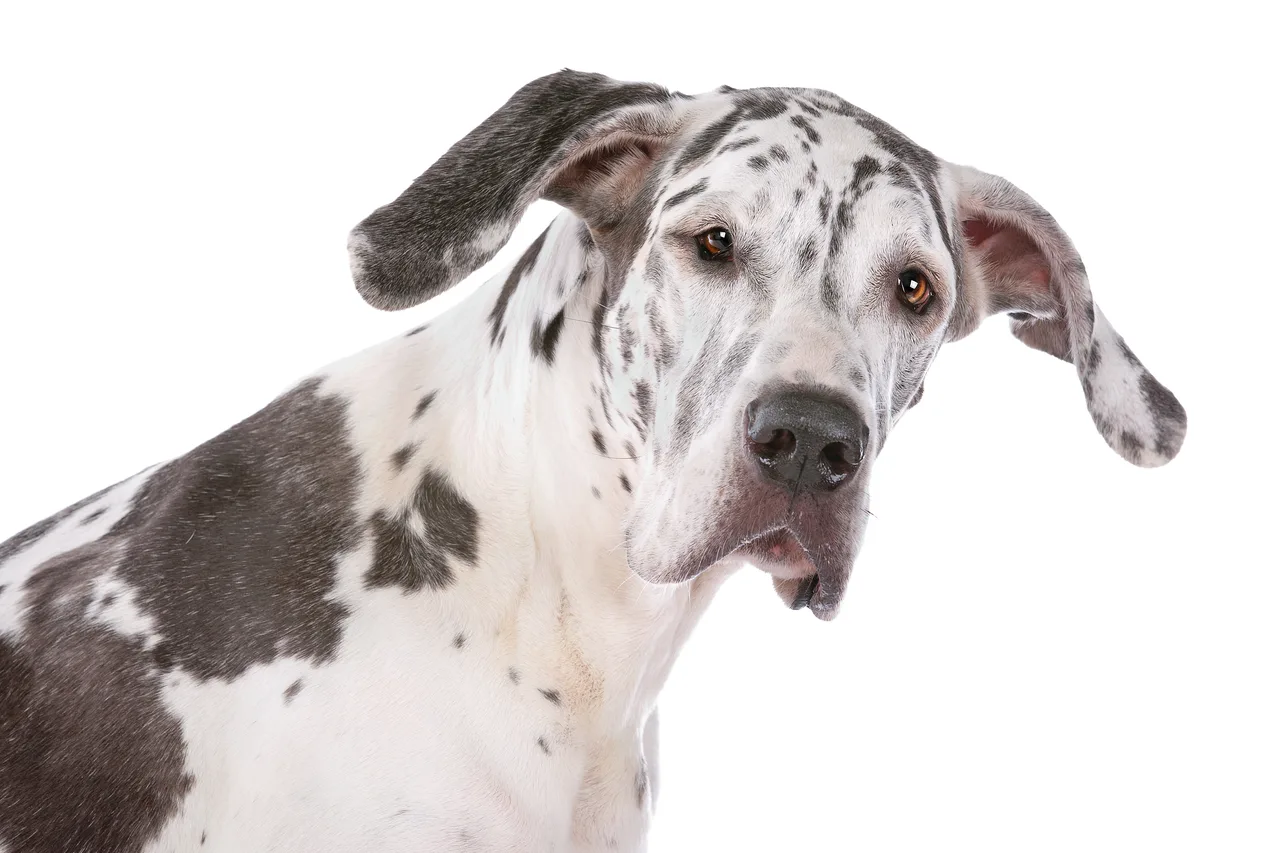 Photo de Dogue allemand