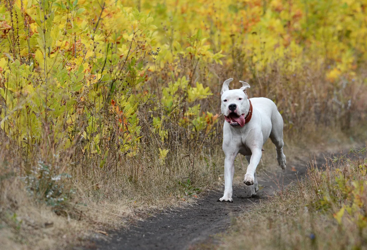 Photo de Dogue argentin