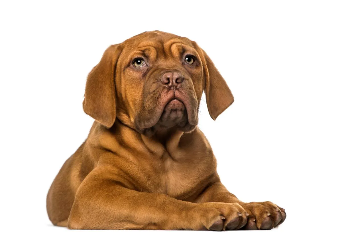 Photo de Dogue de Bordeaux