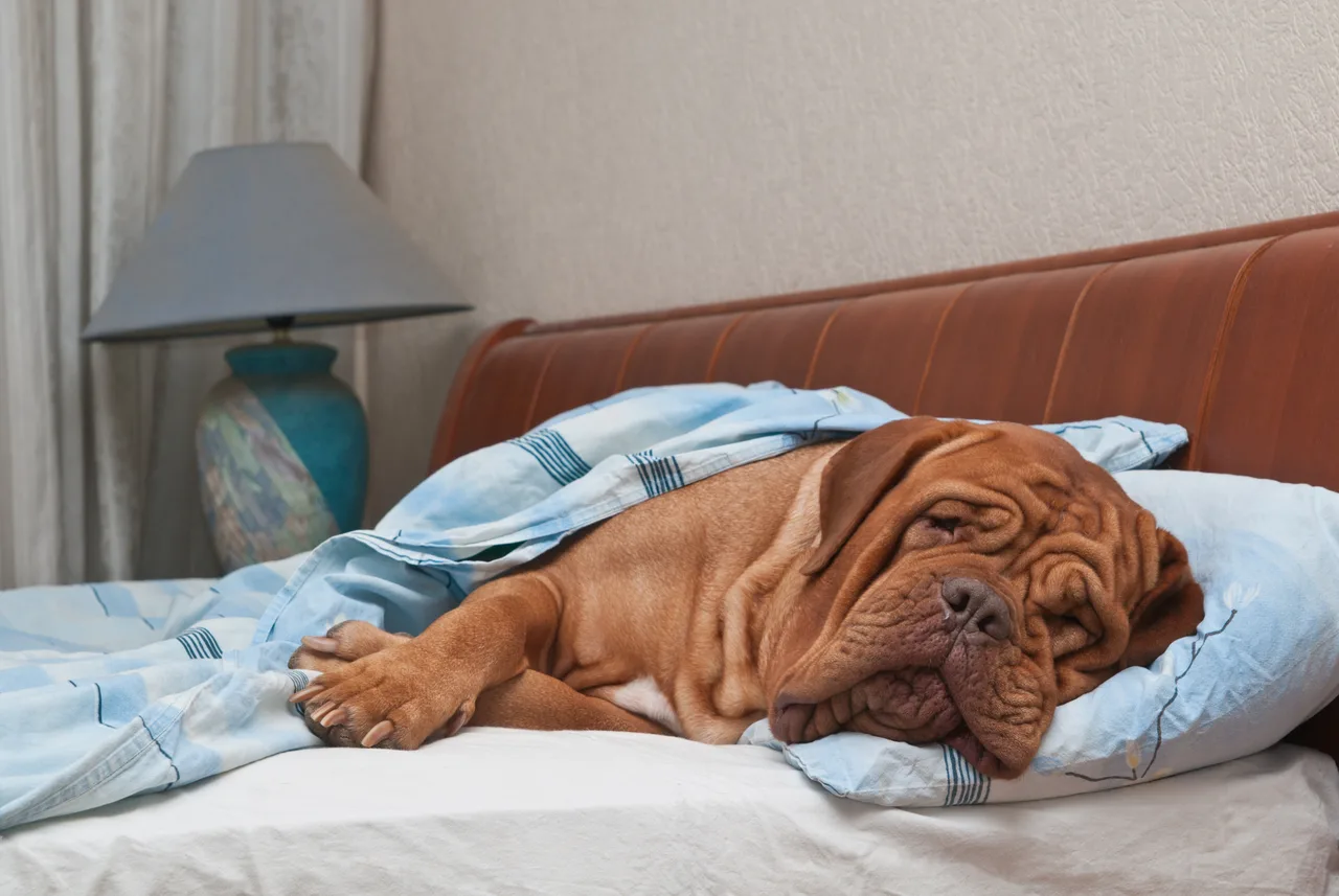 Photo de Dogue de Bordeaux