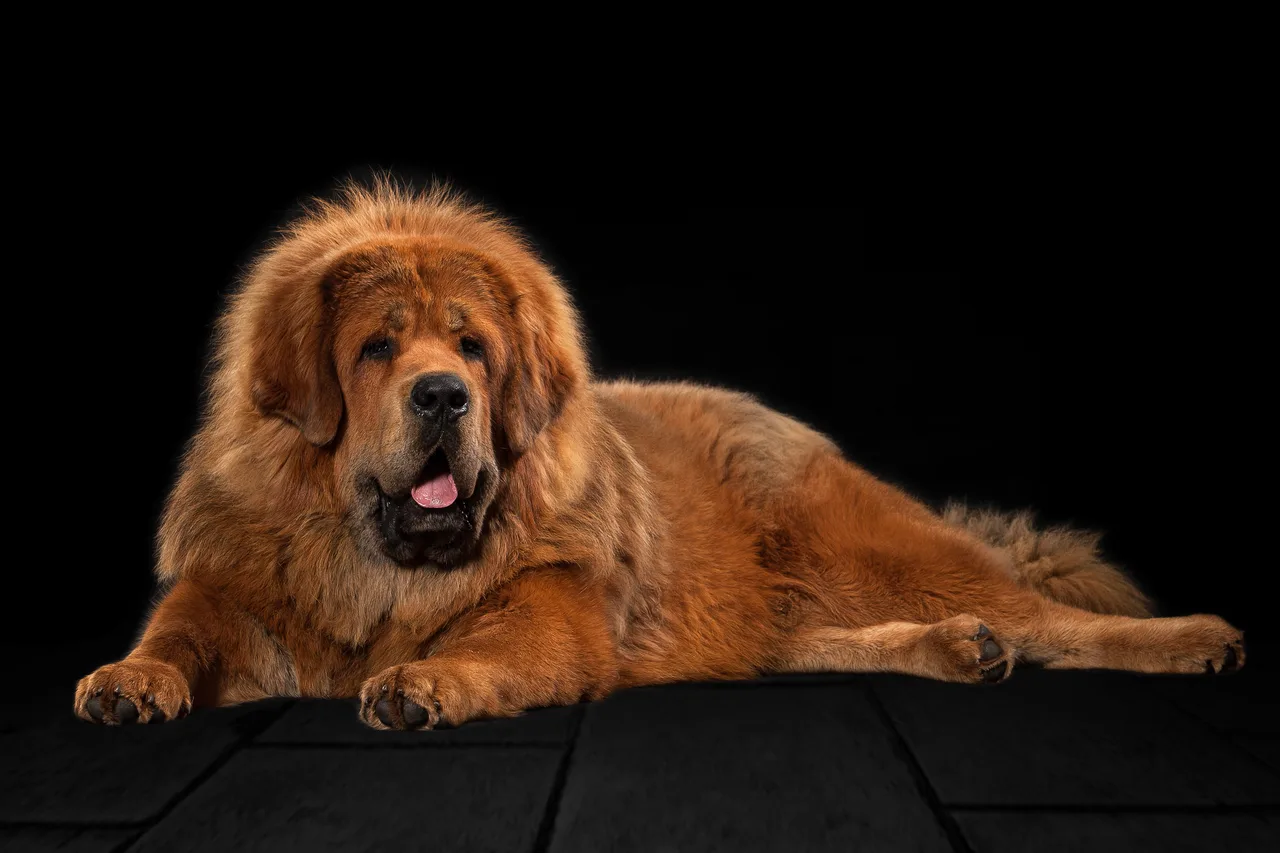 Photo de Dogue du Tibet