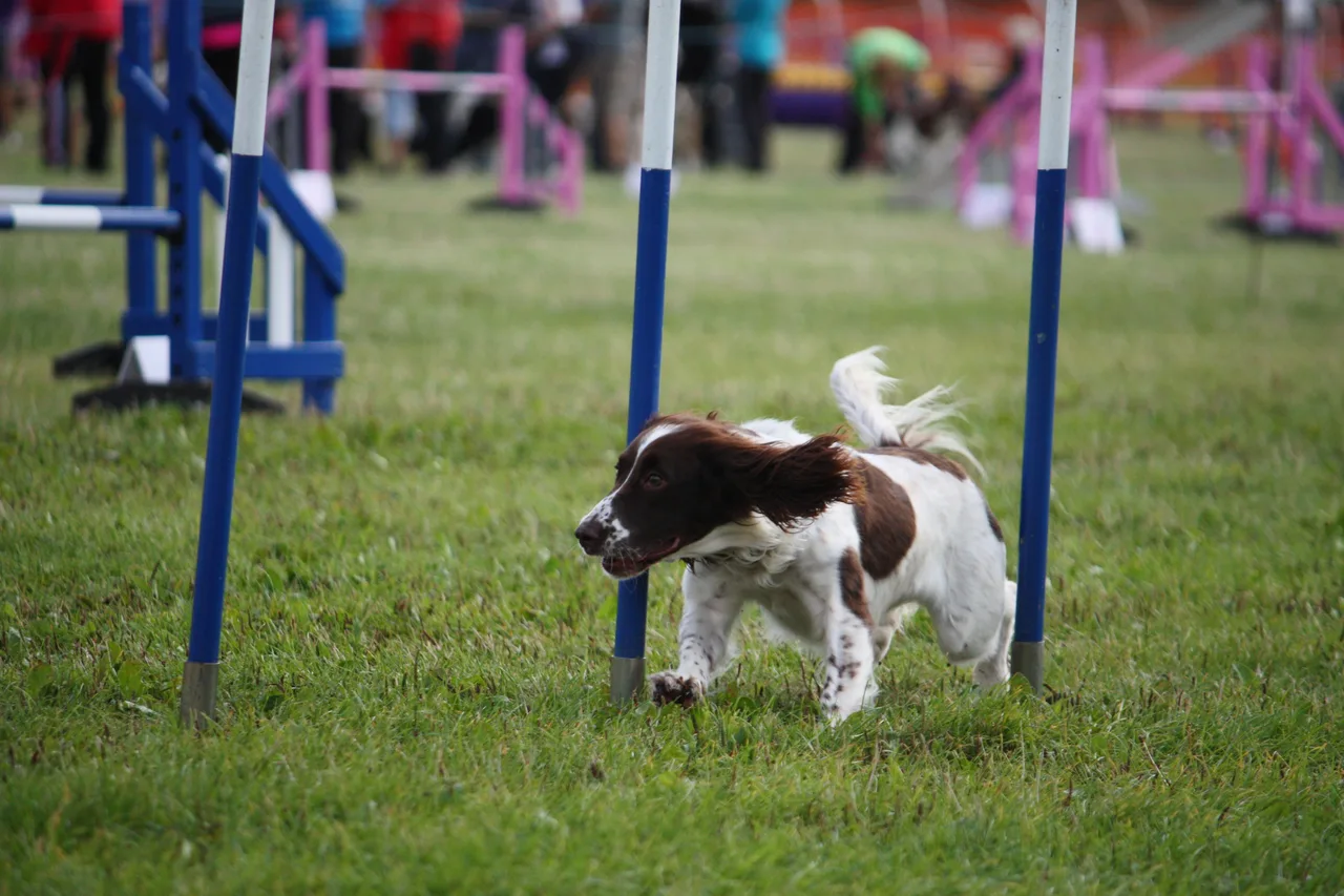 Photo de English Springer Spaniel