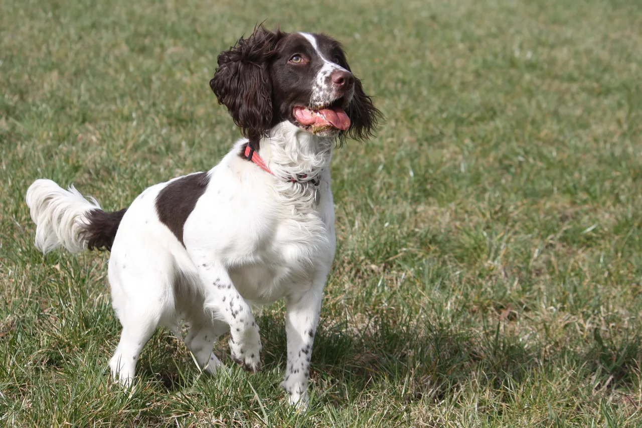 Photo de English Springer Spaniel