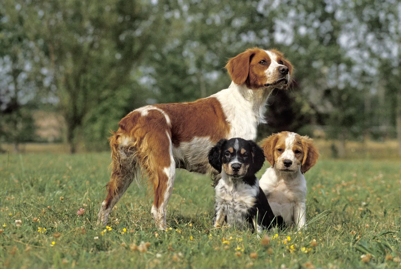 Photo de Épagneul Breton