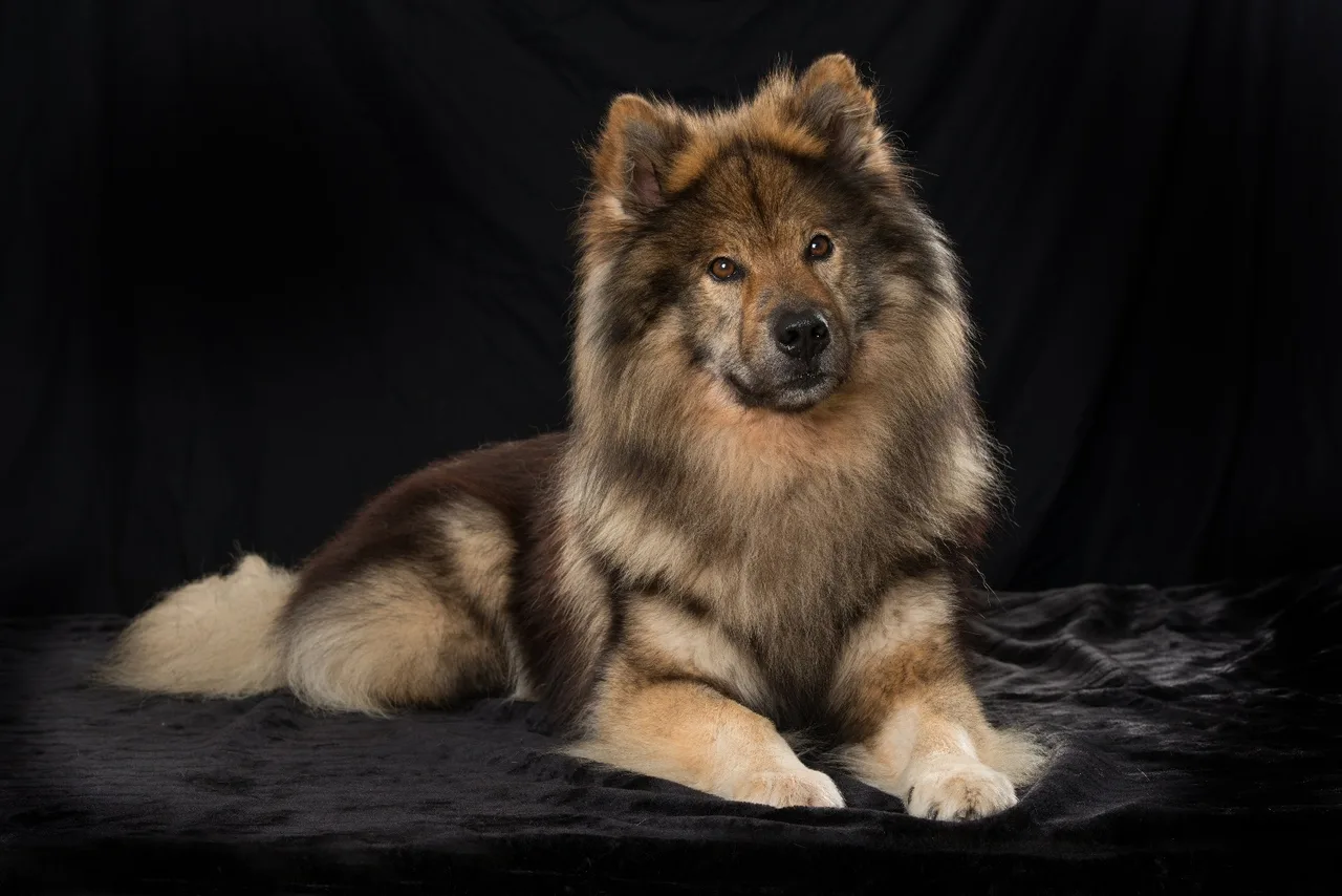 Photo de Eurasier