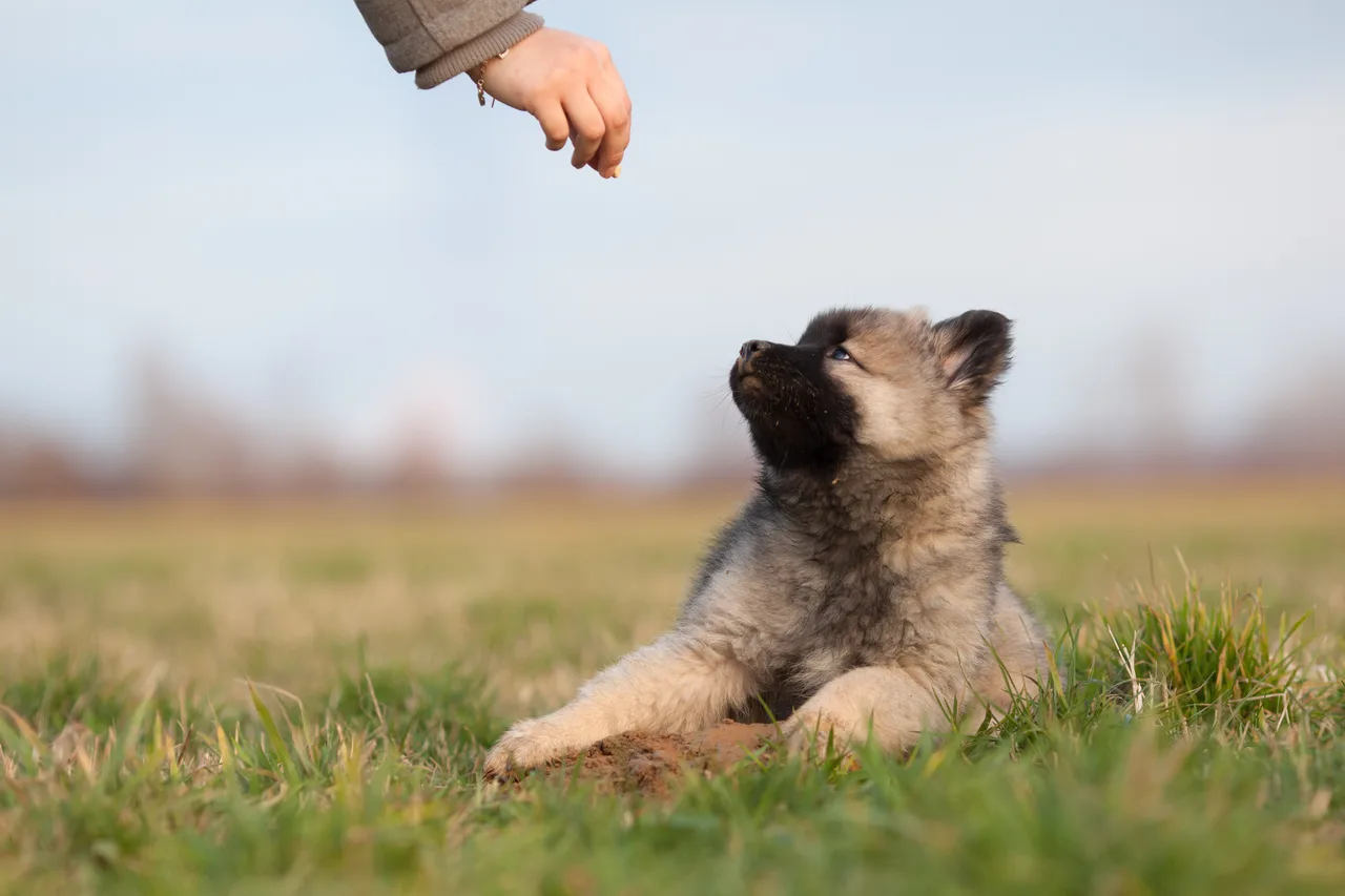 Photo de Eurasier