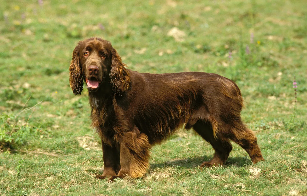 Photo de Field Spaniel