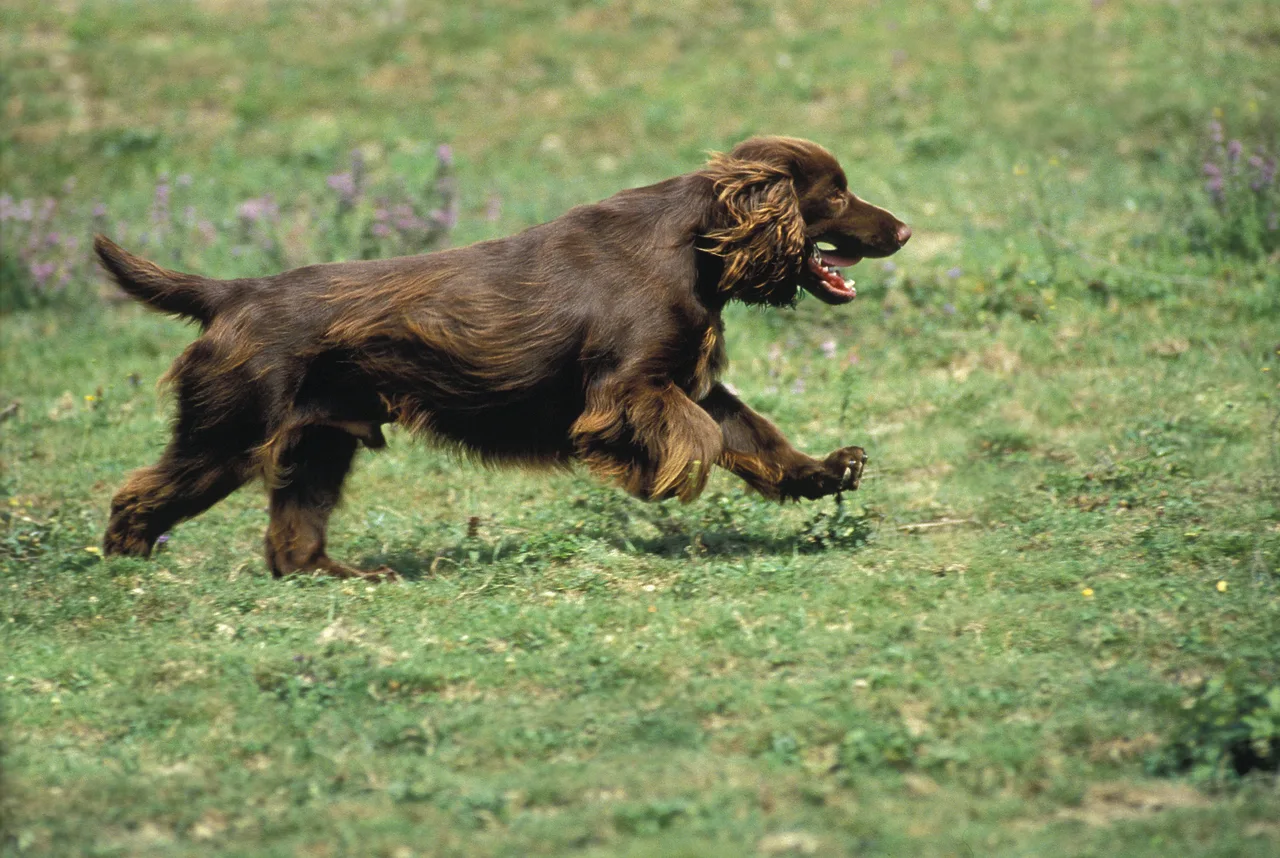 Photo de Field Spaniel