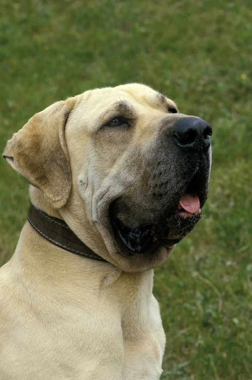 Photo de Fila Brasileiro