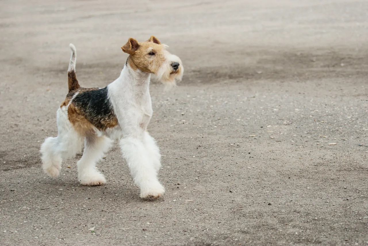 Photo de Fox-Terrier à poil dur