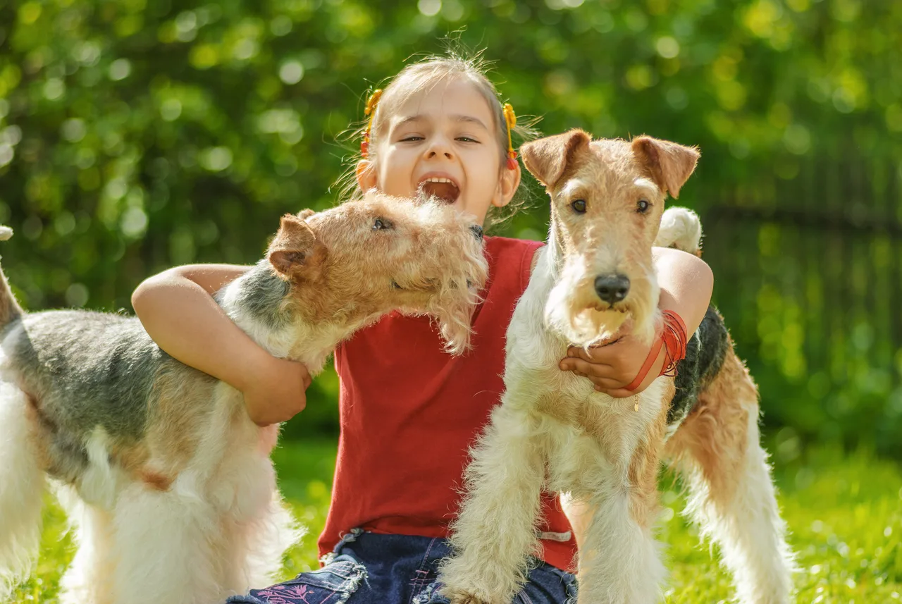 Photo de Fox-Terrier à poil dur