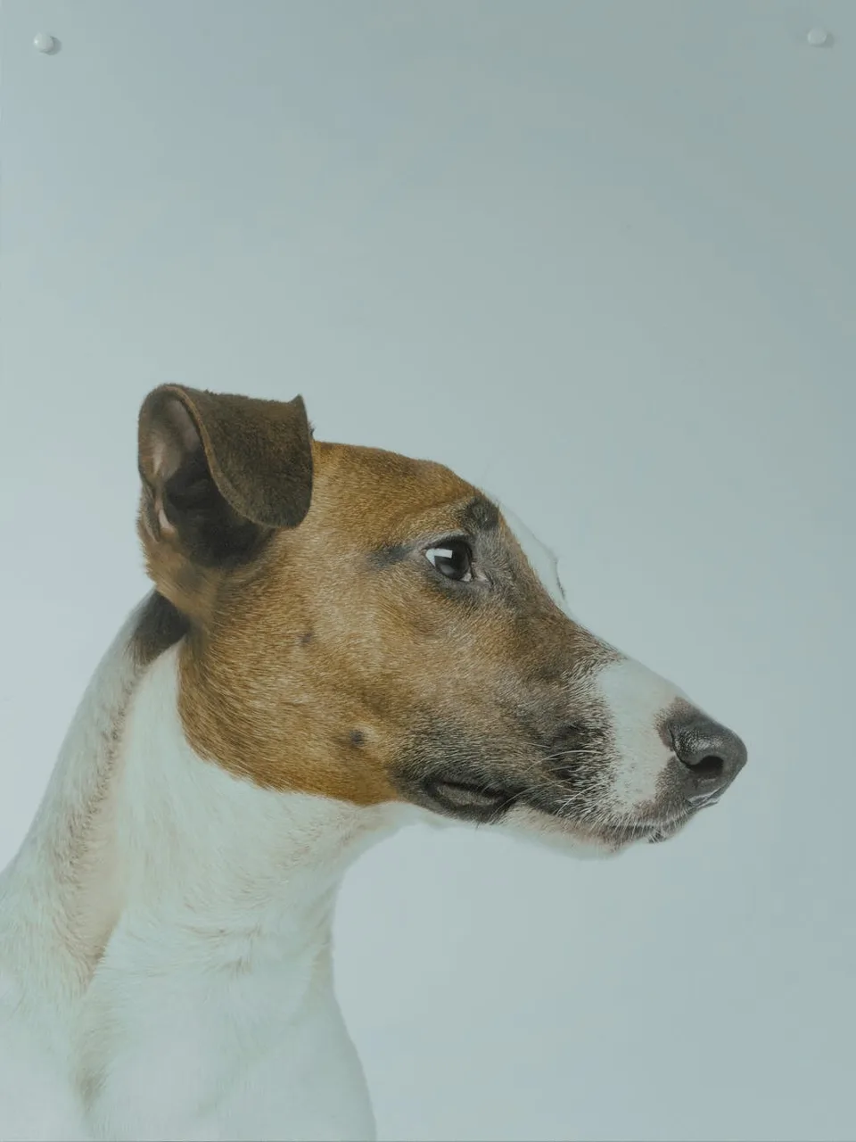 Photo de Fox Terrier à poil lisse
