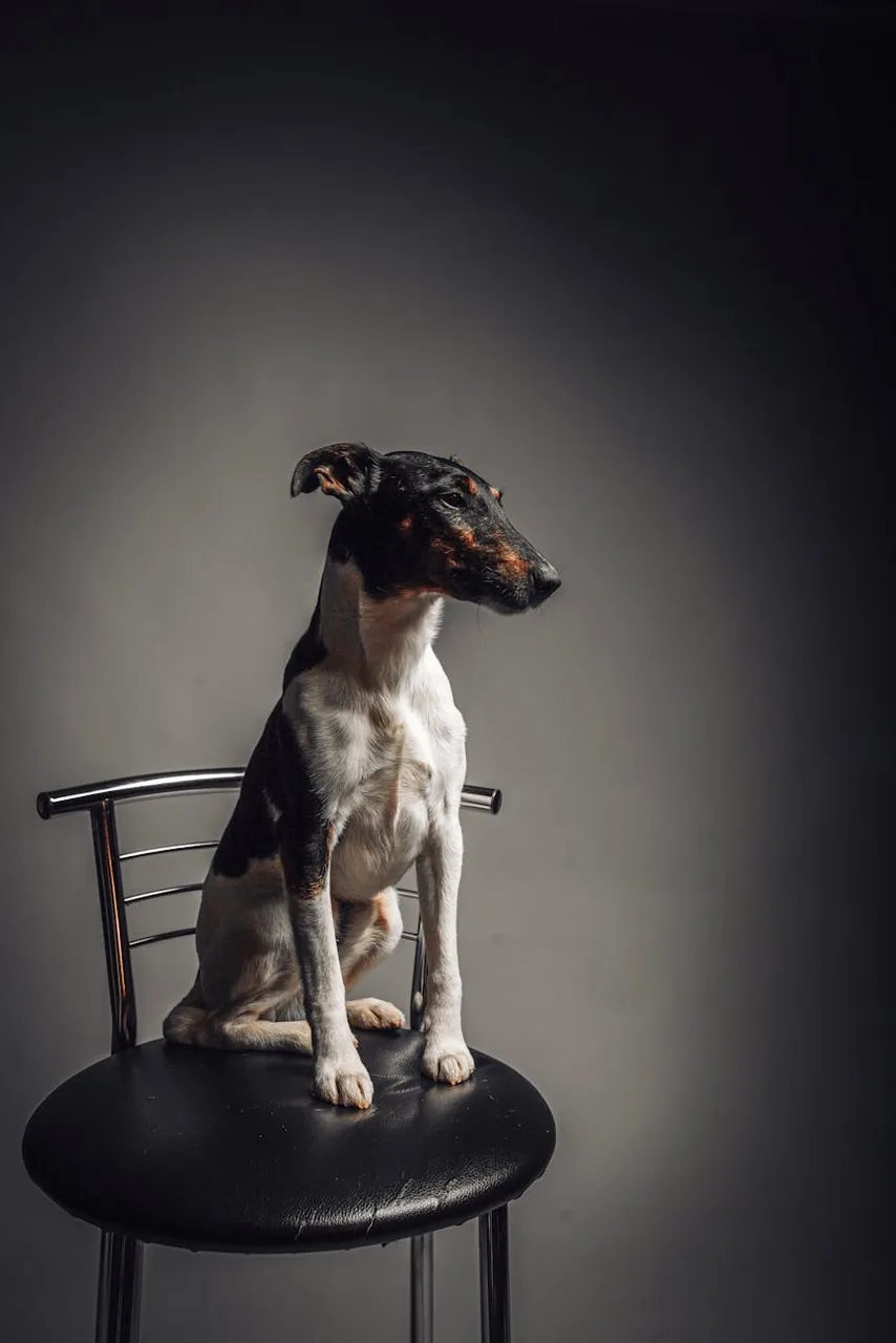 Photo de Fox Terrier à poil lisse