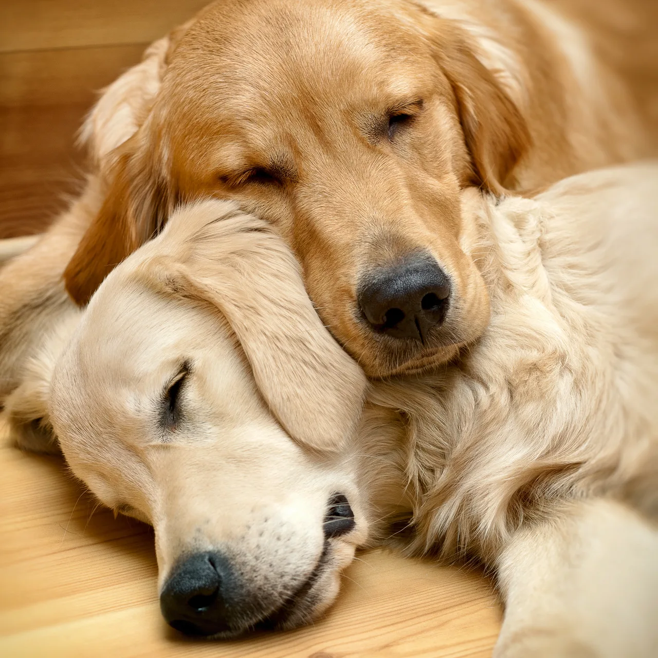Photo de Golden Retriever