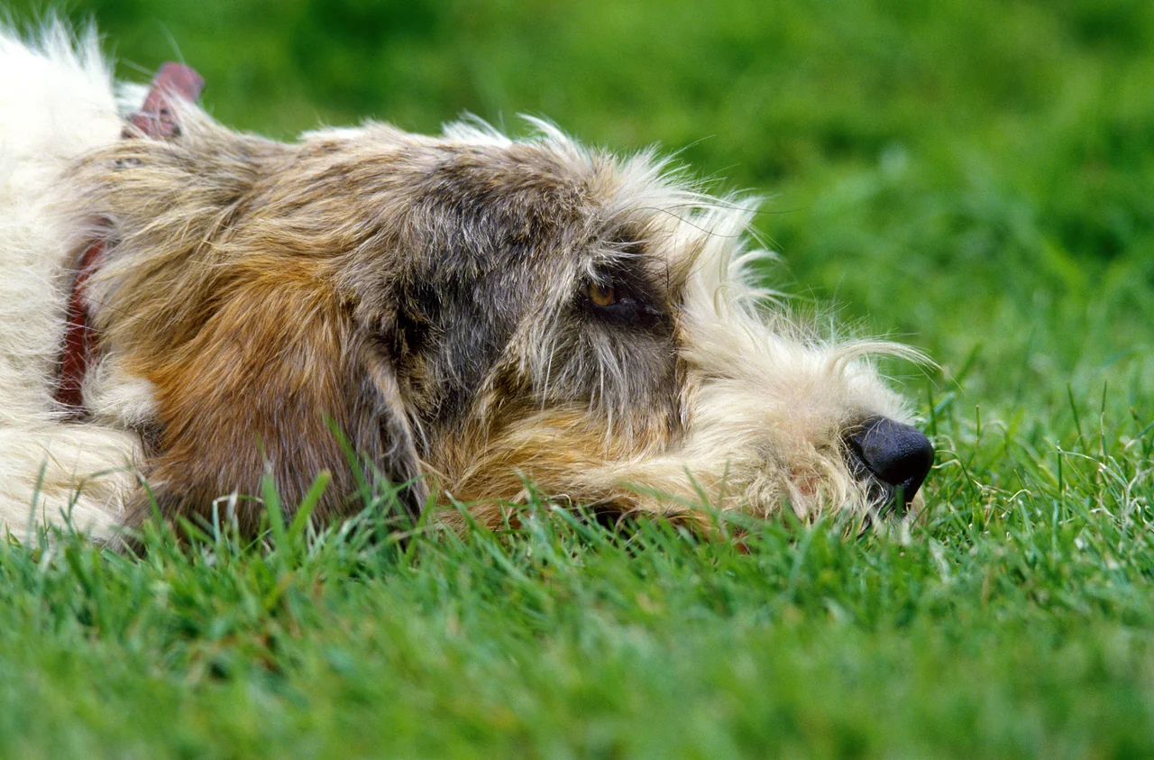 Photo de Grand Basset Griffon Vendéen
