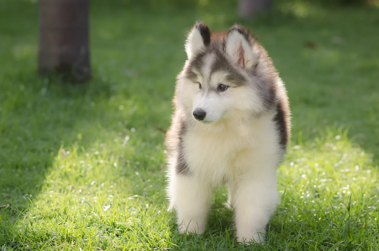 Photo de Husky de Sibérie