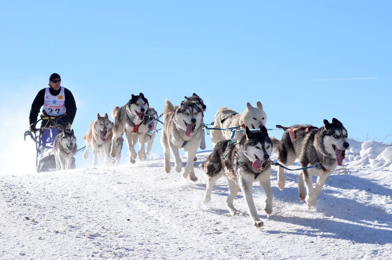 Photo de Husky de Sibérie