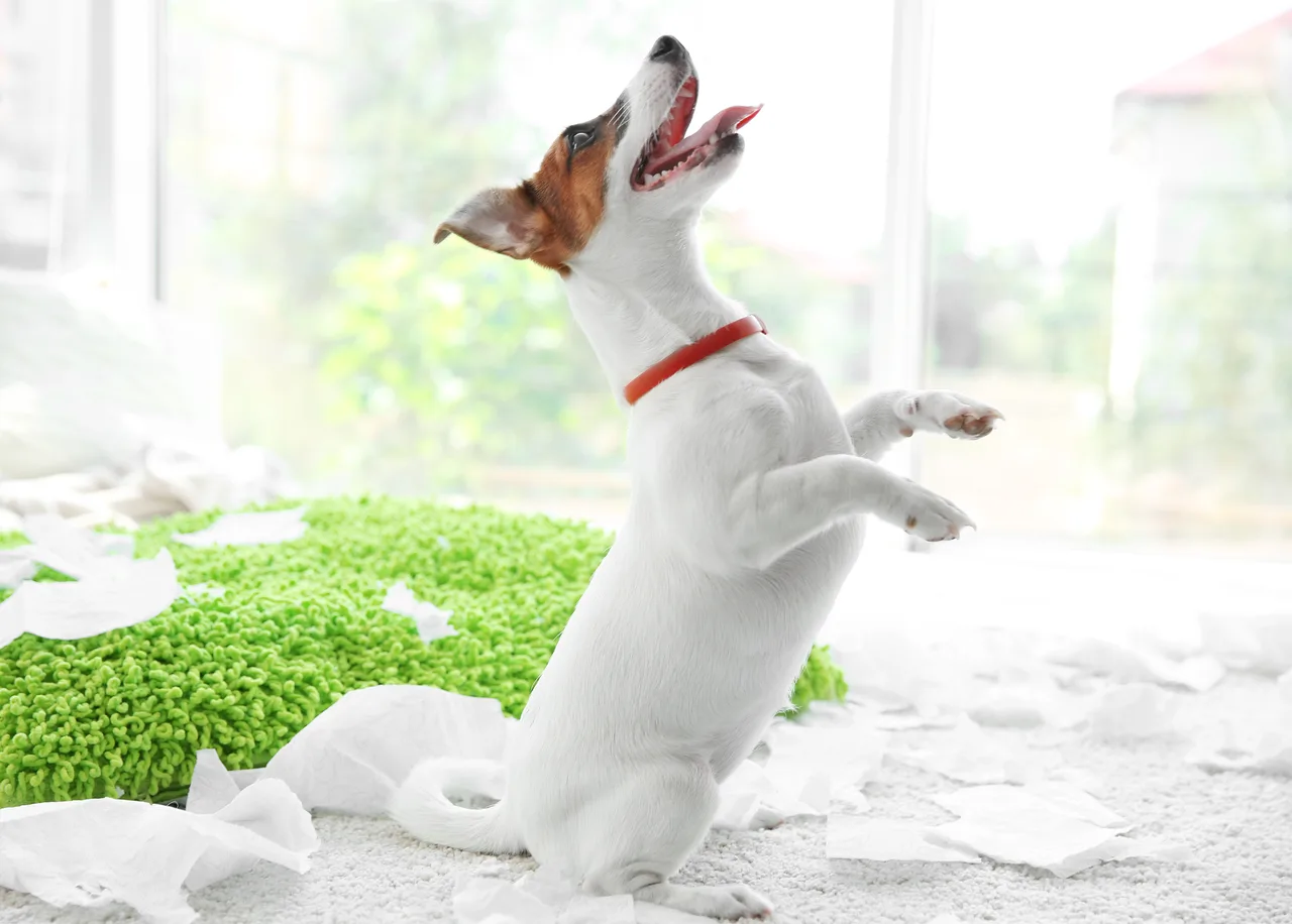 Photo de Jack Russell Terrier