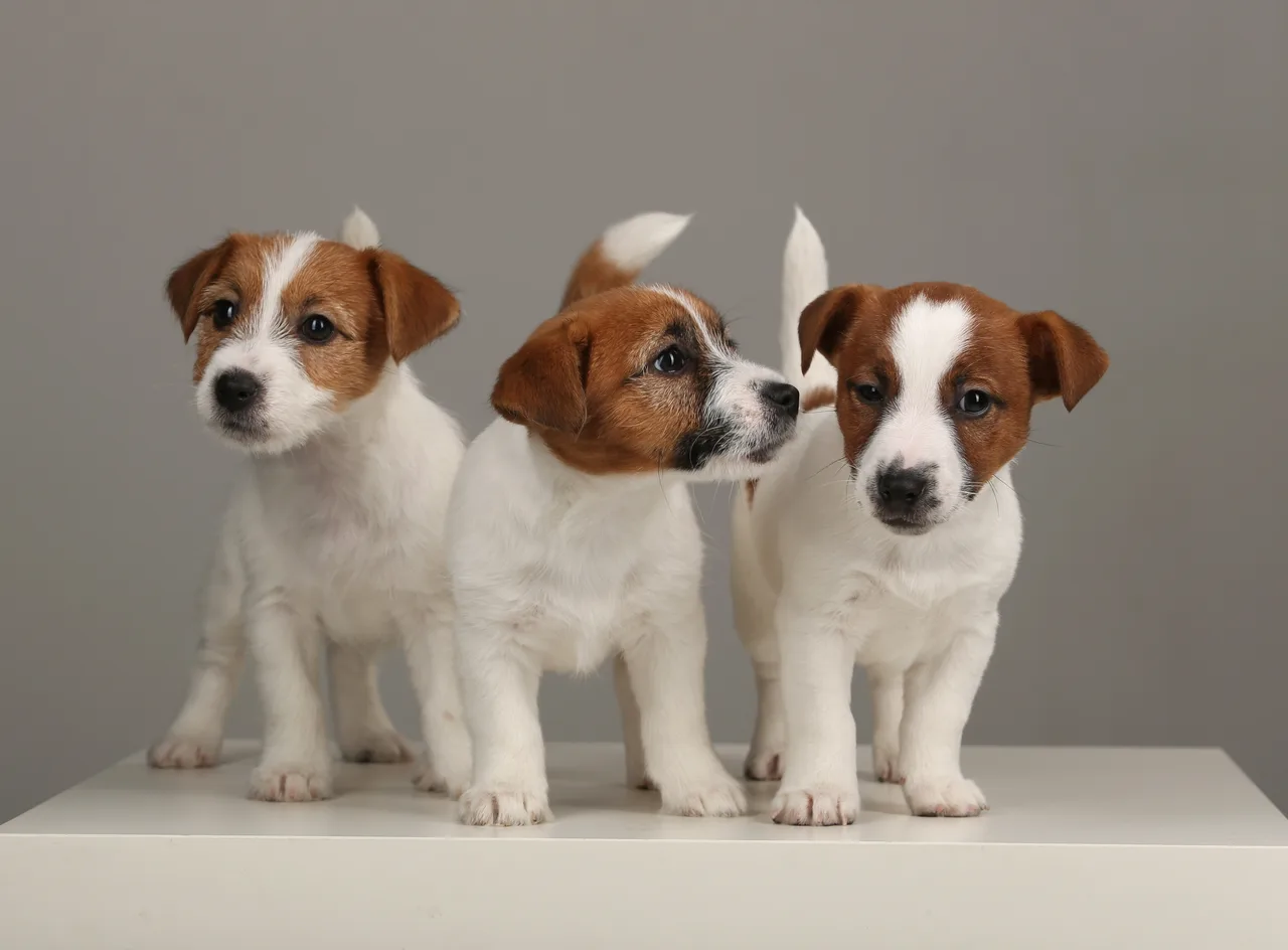 Photo de Jack Russell Terrier
