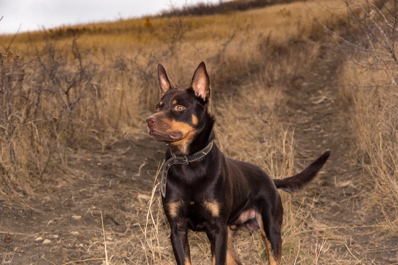 Photo de Kelpie australien