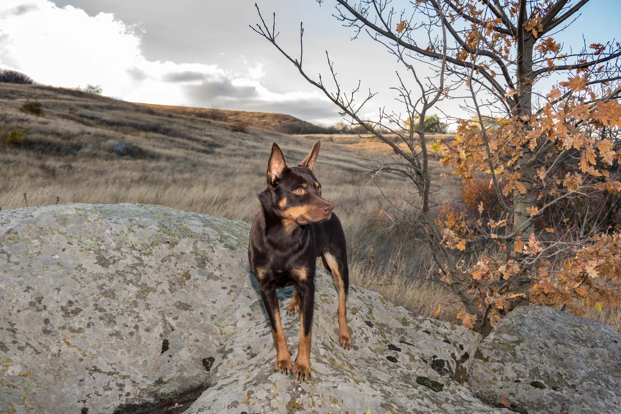 Photo de Kelpie australien