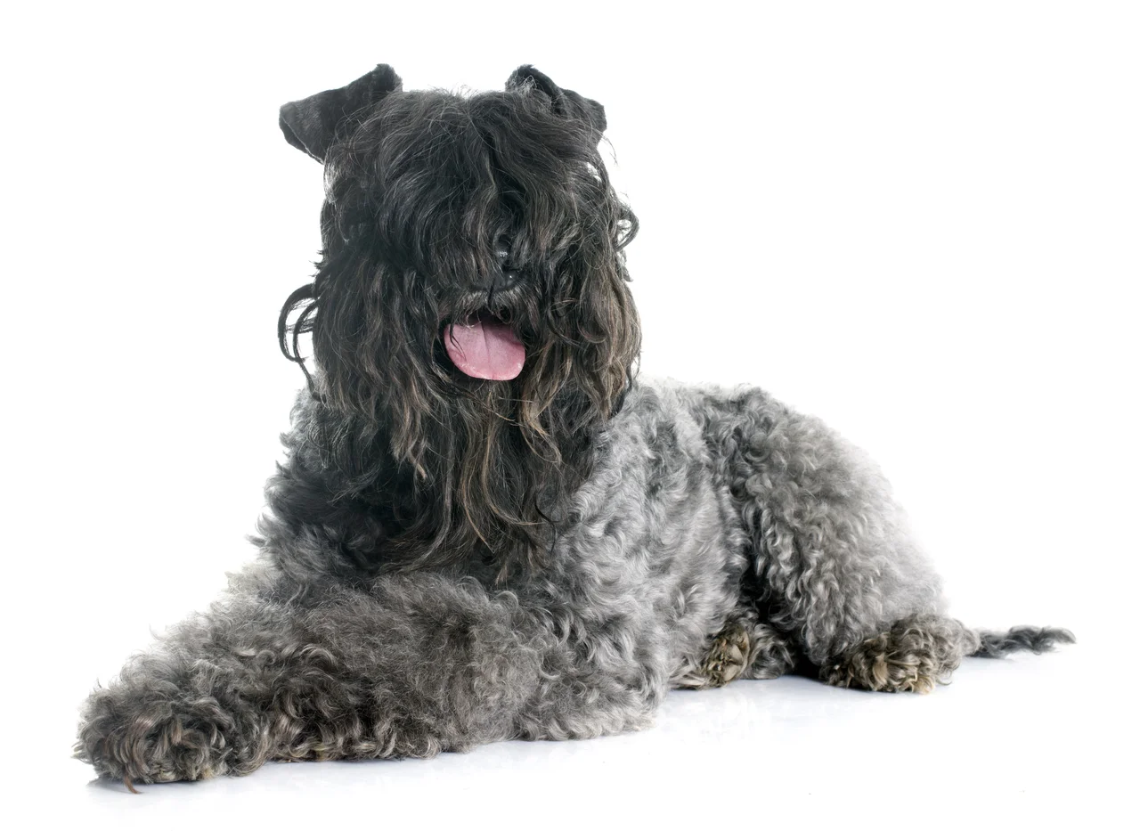 Photo de Kerry Blue Terrier