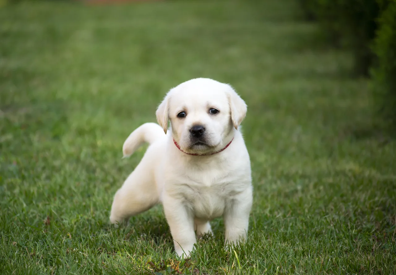 Photo de Labrador Retriever