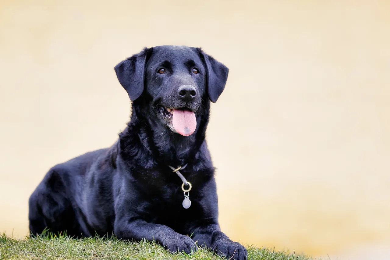 Photo de Labrador Retriever