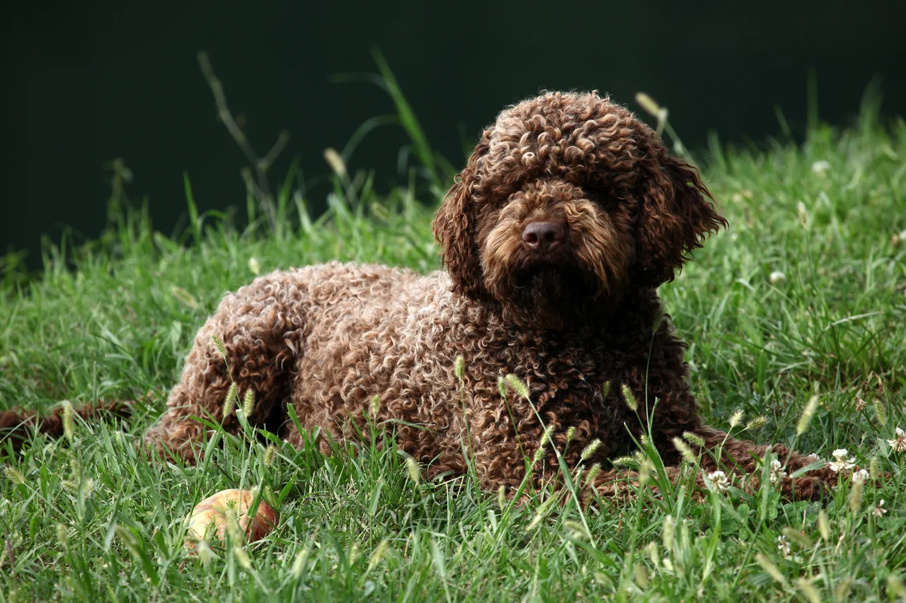 Photo de Lagotto Romagnolo