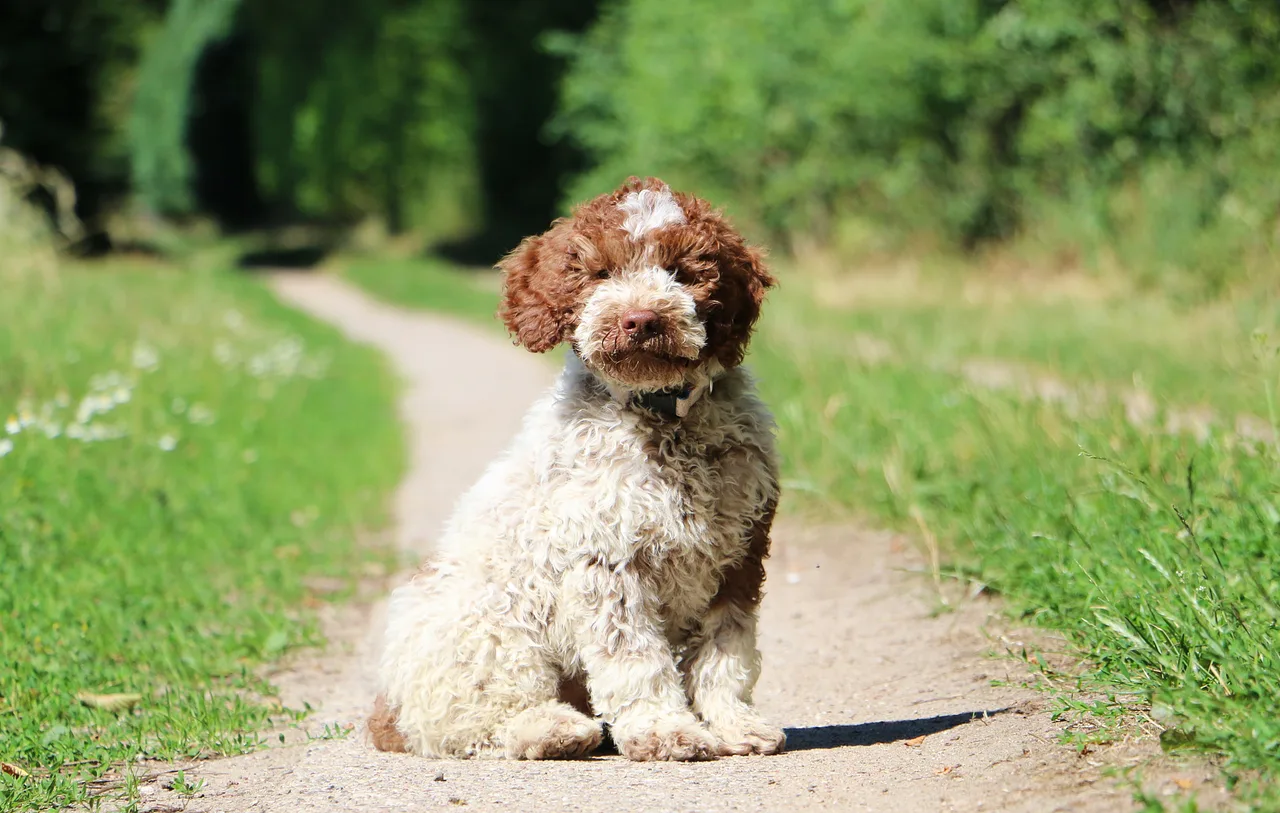 Photo de Lagotto Romagnolo