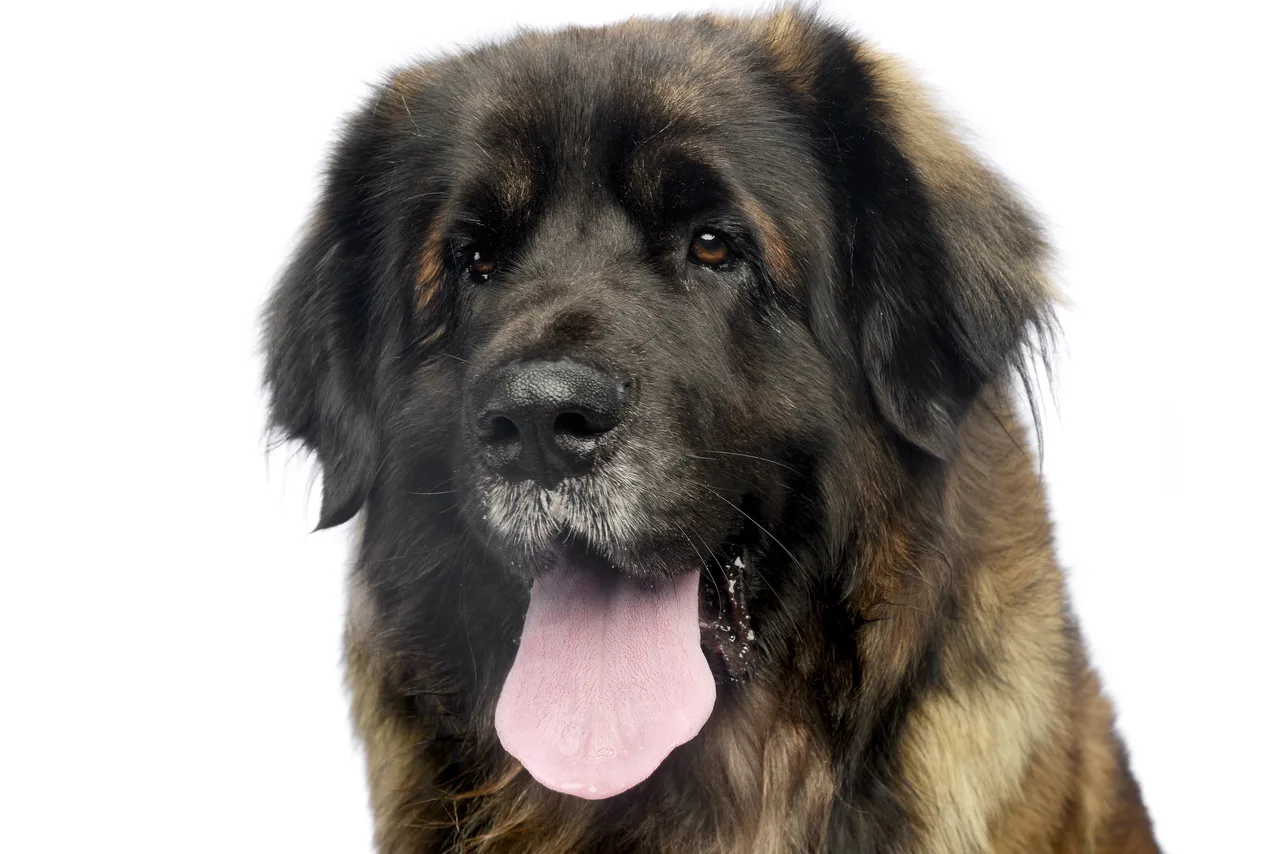 Photo de Leonberg