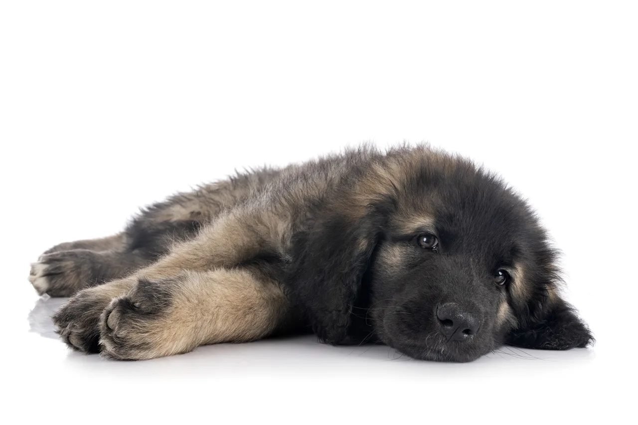 Photo de Leonberg