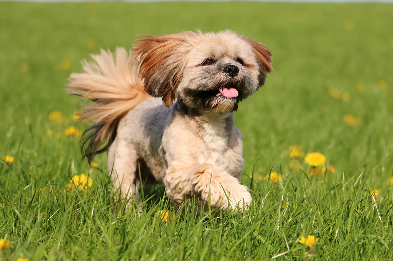 Photo de Lhasa Apso