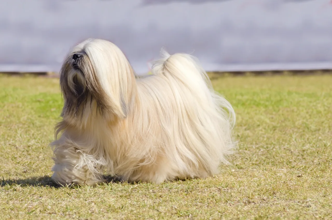 Photo de Lhasa Apso