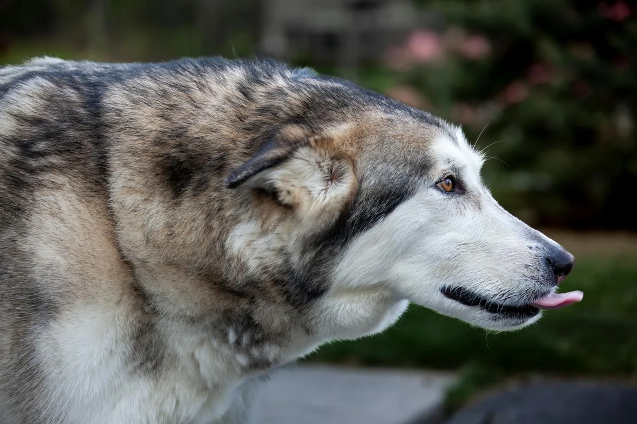 Photo de Malamute d'Alaska