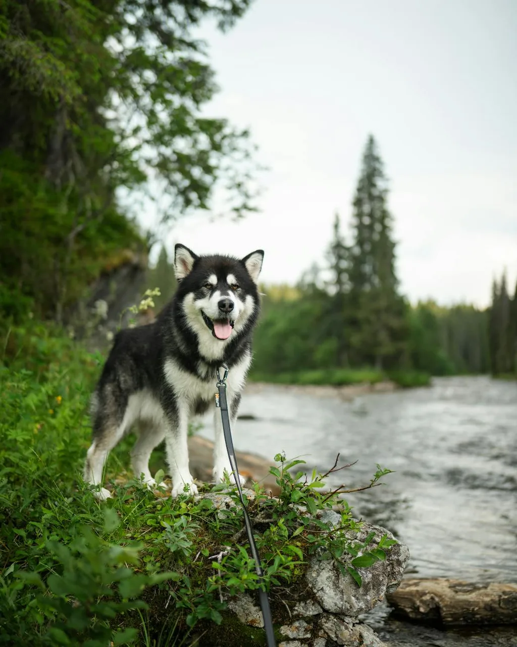 Photo de Malamute d'Alaska