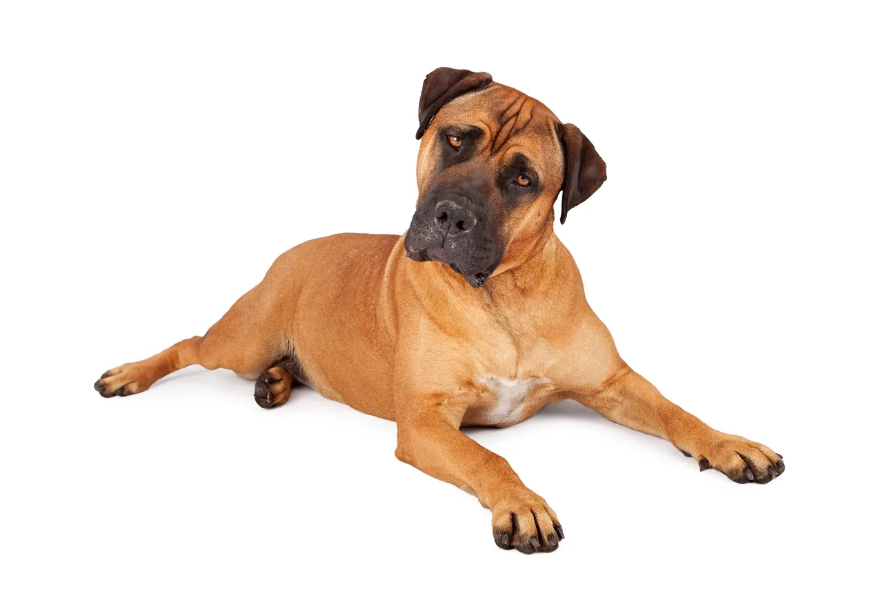 Photo de Mastiff