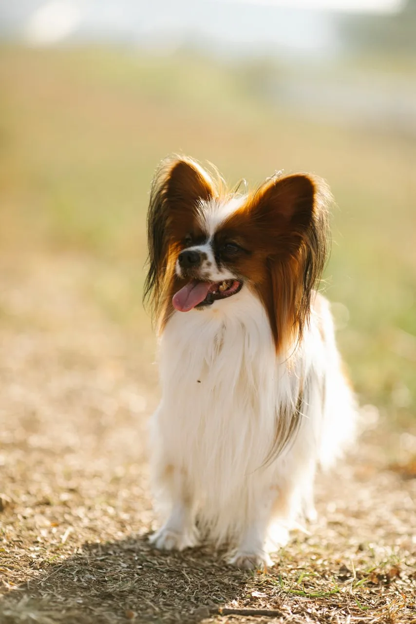 Photo de Papillon