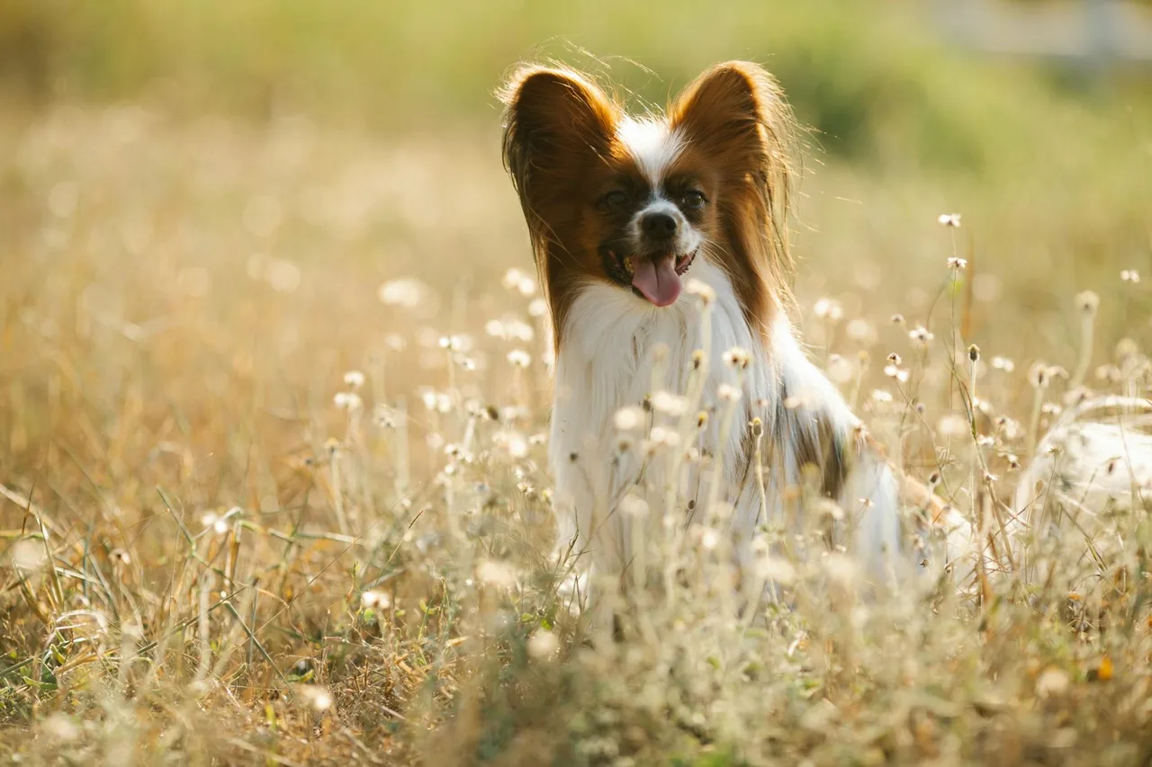 Photo de Papillon