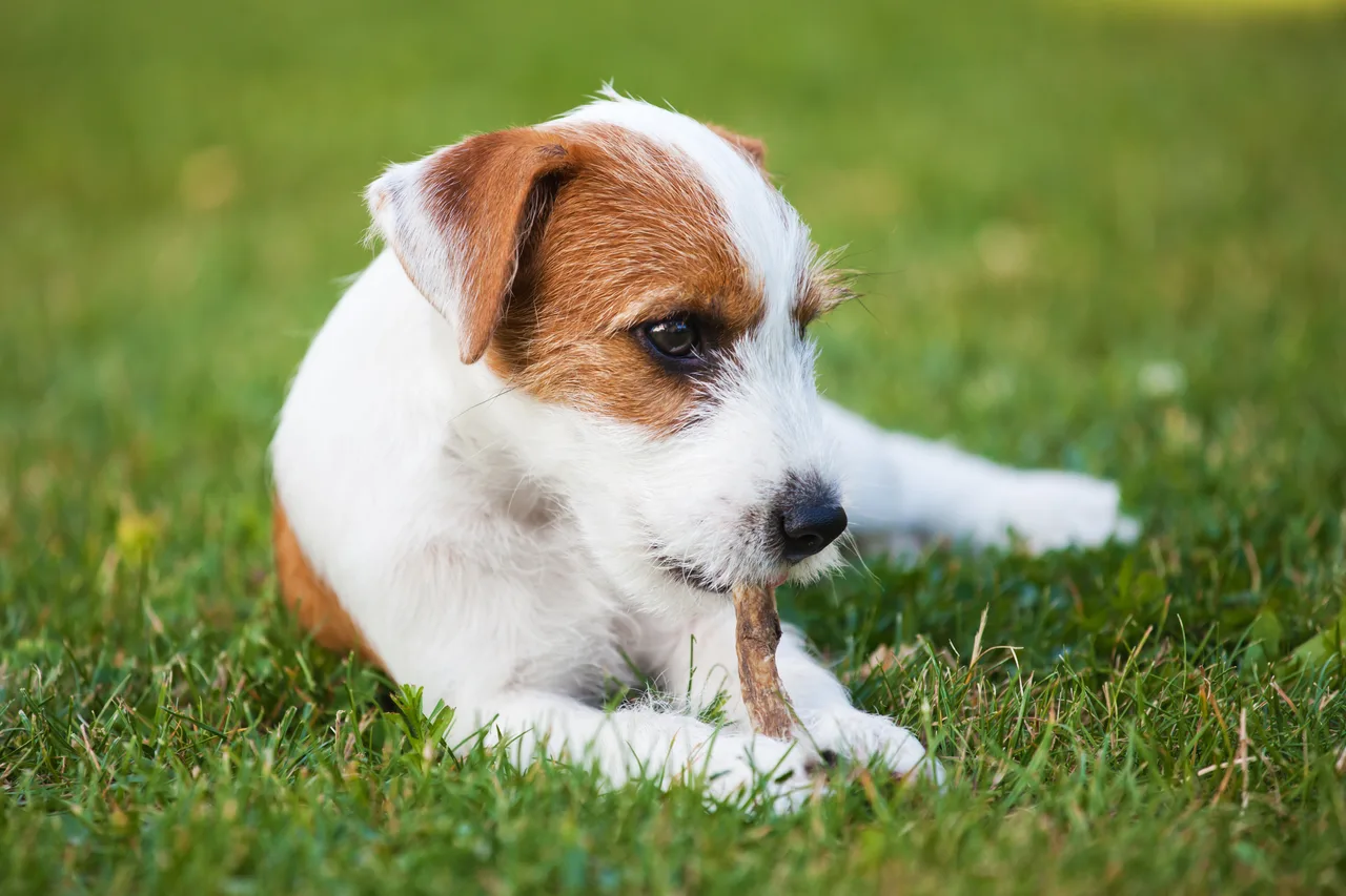 Photo de Parson Russell Terrier